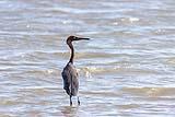 Grey and Brown Heron 2022